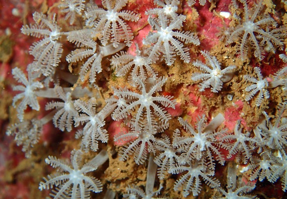 Clavularia