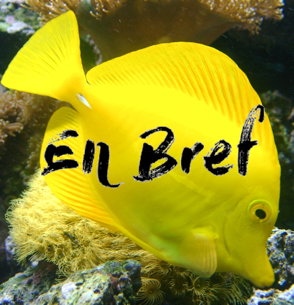 Zebrasoma flavescens en bref