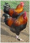 coq marans