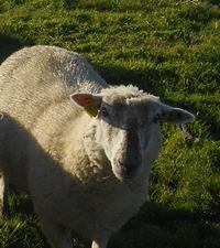 Mouton Belle Ile