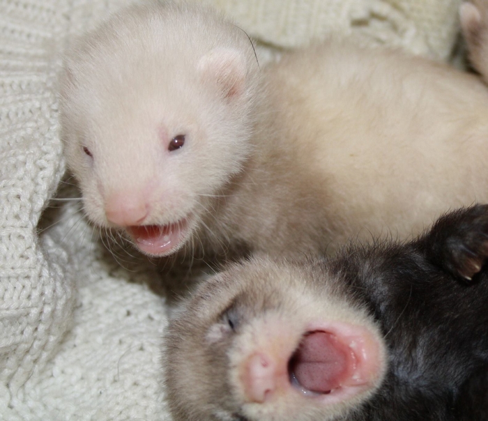 furets