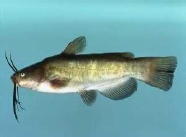 A nebulosus