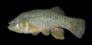 F heteroclitus