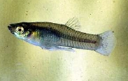 G affinis