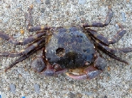 H sanguineus
