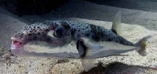 L sceleratus