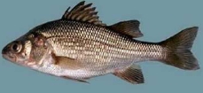 M americana