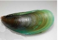 P viridis