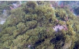 R okamurae