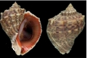 R veinosa