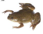 X laevis