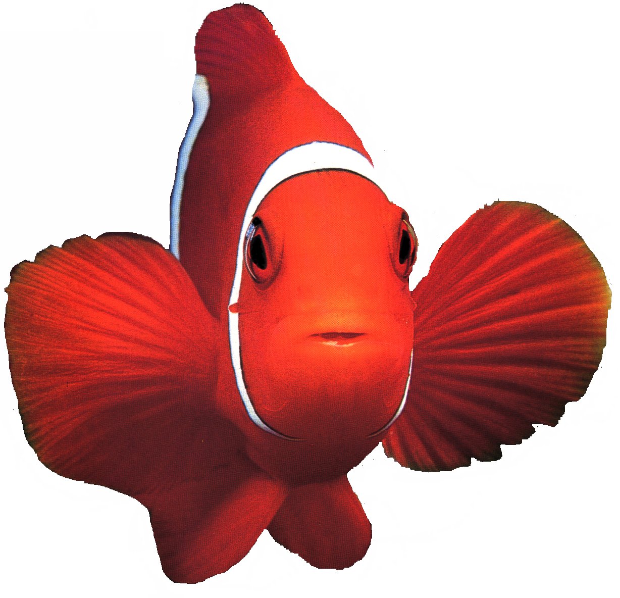 Amphipri