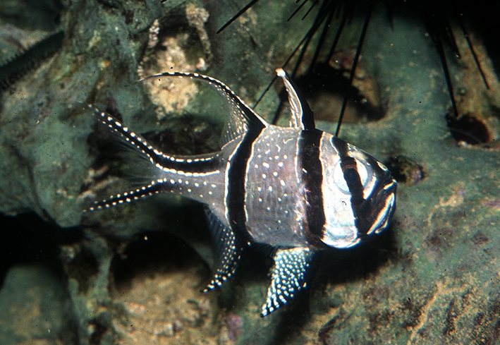 Pterapogon kauderni male incubation R.Allgayer