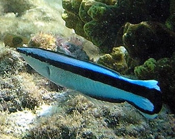 Labroides dimidiatus WMC Matthias Kleine