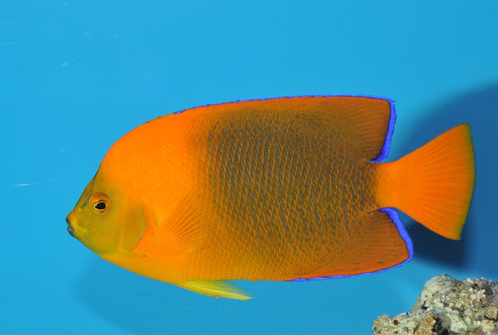 Holacanthus clarionensis R.Allgayer