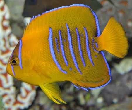 Holacanthus clarionensis juvenile R.Allgayer