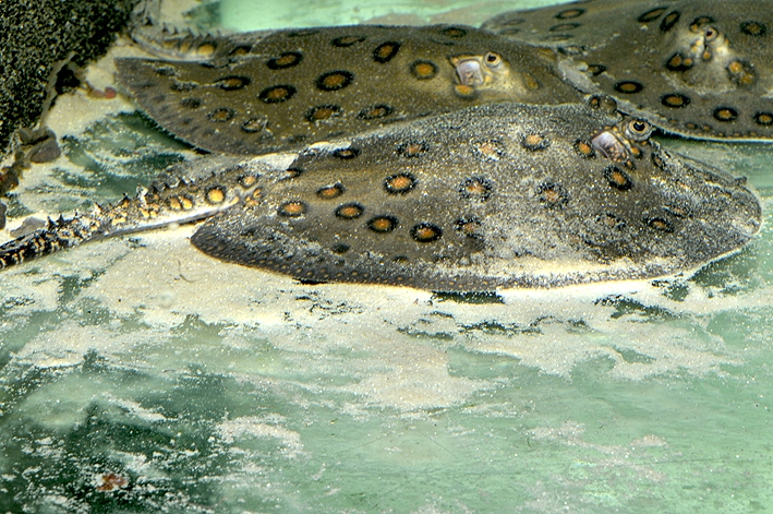 Potamotrygon motoro R.Allgayer