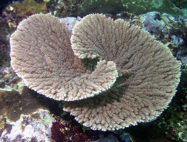 Acropora clathrata Larry Basch