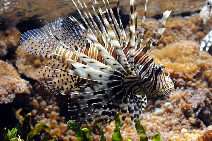 Pterois miles2 R.Allgayer