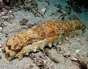 Thelenota anax