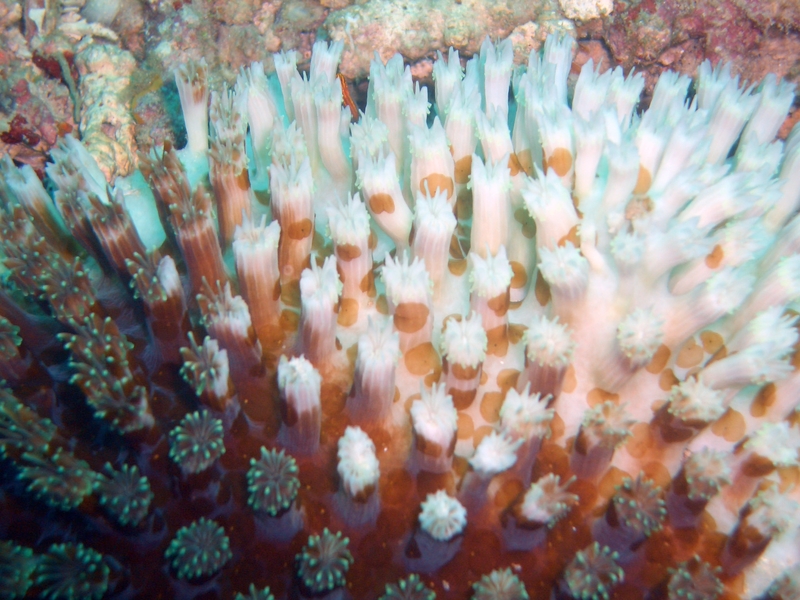 corail blanchissement Samuel Chow lic. CC