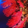 corail rouge