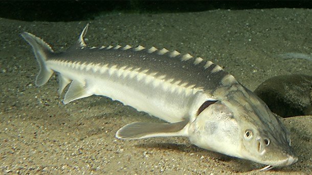 A.sturio