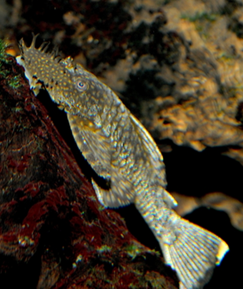 Ancistrus triradiatus