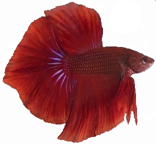 Betta splendens rouge
