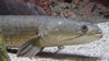 C.micropeltes