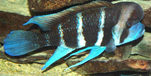 Cyphotilapia frontosa JJL