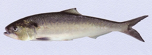 A.alosa