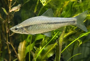 Pseudorasbora parva
