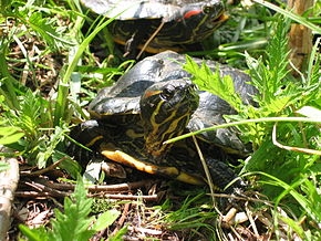 Trachemys scripta