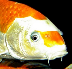 Carpe koi