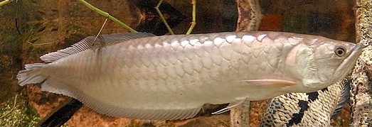 Arowana
