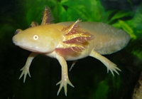 Axolotl
