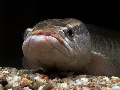Channa argus