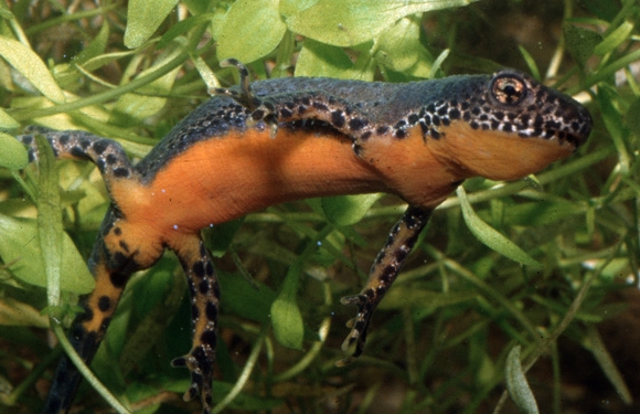 Ichthyosaura alpestris Triton alpestre