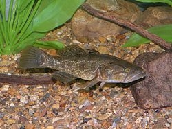 Perccottus glenii