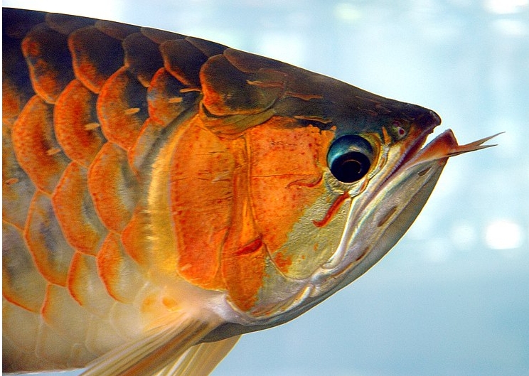 Arowana