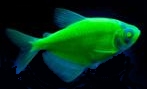 Glofish