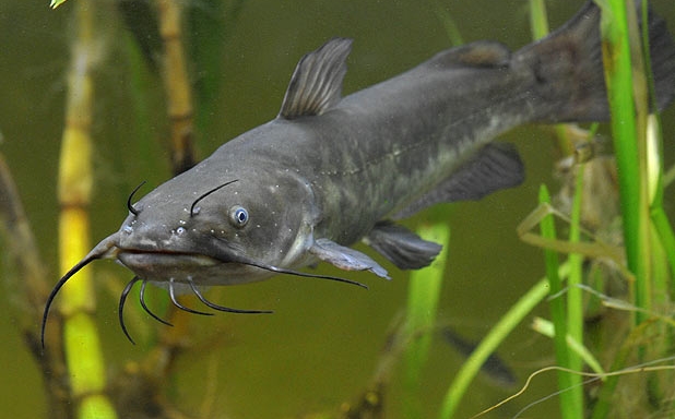 Ameiurus nebulosus