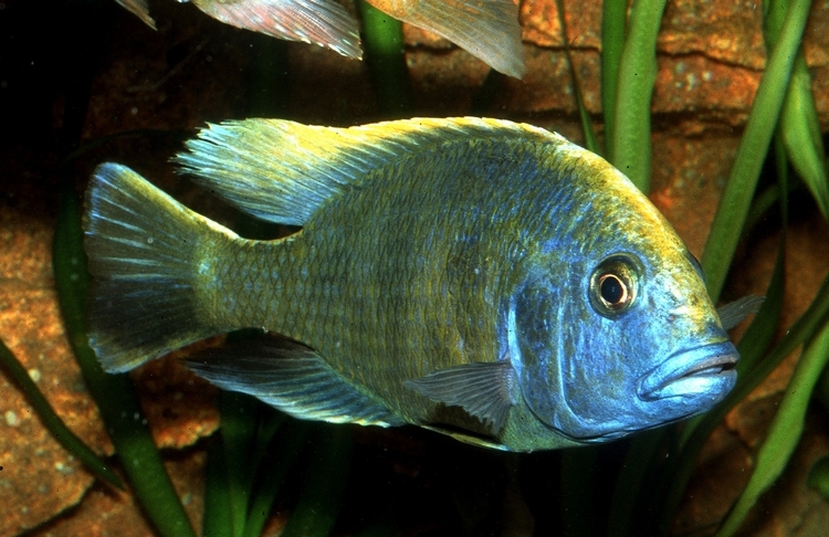 Nimbochromis venustus