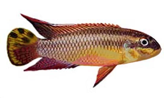 Pelvicachromis taeniatus