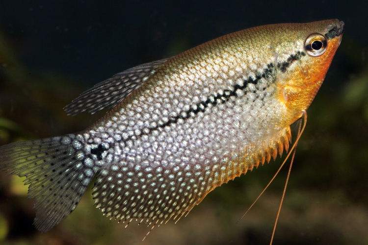 trichopodus leeri