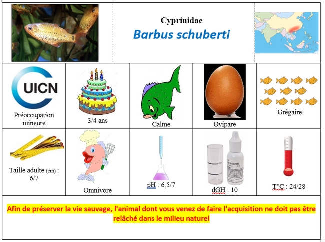Barbus schuberti