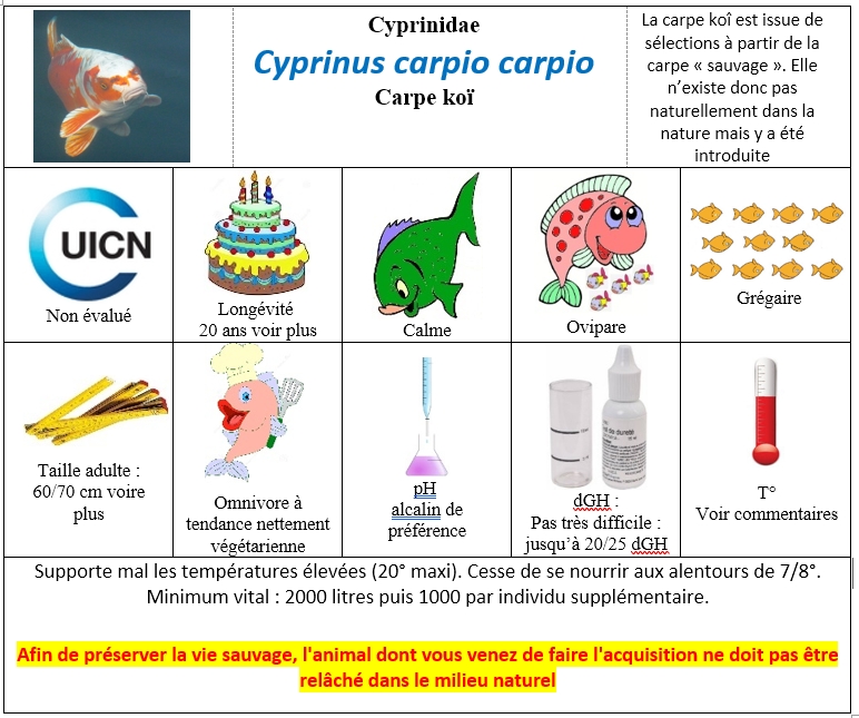 Cyprinus carpio carpio