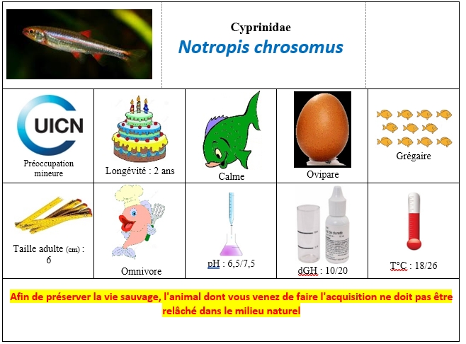 Notropis chrosomus