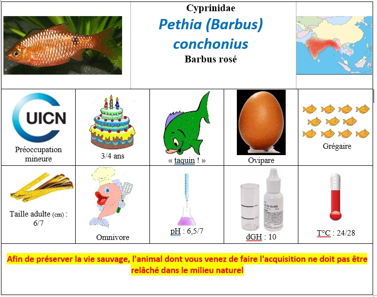 Pethia conchonius